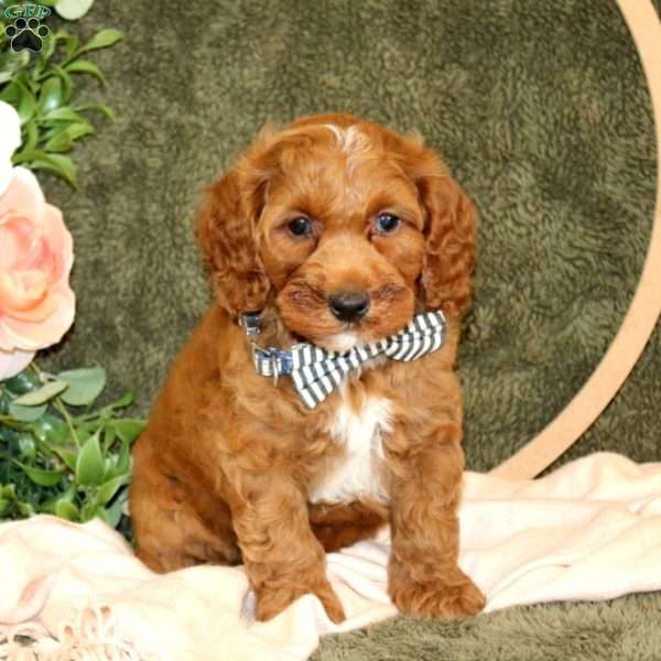 Conrad, Cockapoo Puppy
