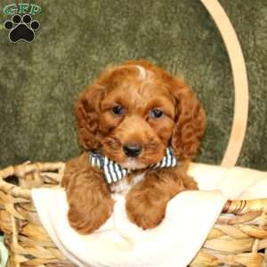 Conrad, Cockapoo Puppy