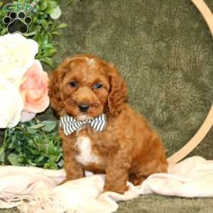 Conrad, Cockapoo Puppy
