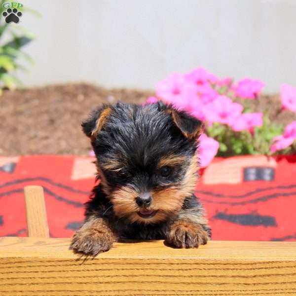 Cookie, Yorkie Puppy