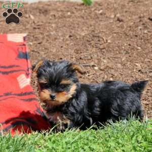 Cookie, Yorkie Puppy