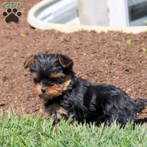 Cookie, Yorkie Puppy