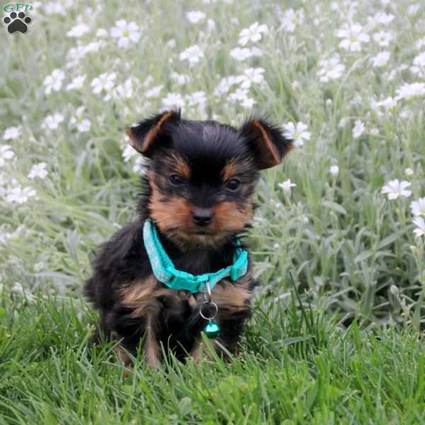 Cookie, Yorkie Puppy