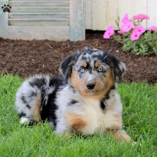 Cookie, English Shepherd Puppy