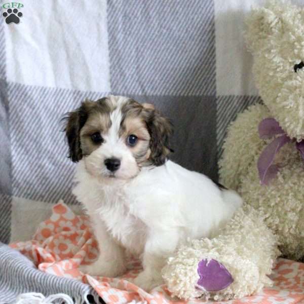 Cookie, Cavachon Puppy