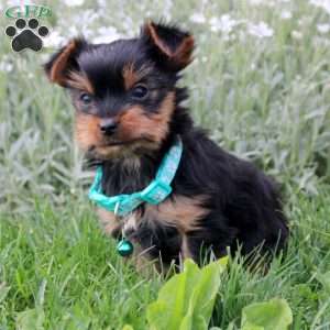 Cookie, Yorkie Puppy