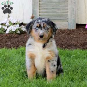 Cookie, English Shepherd Puppy