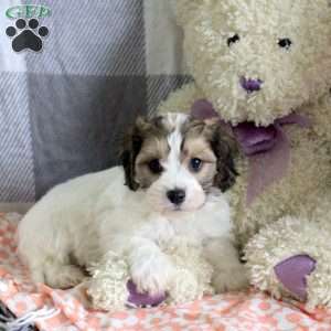 Cookie, Cavachon Puppy