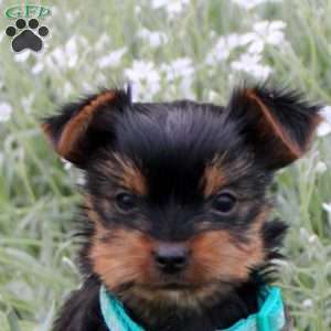 Cookie, Yorkie Puppy