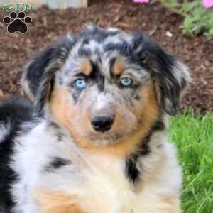 Cookie, English Shepherd Puppy