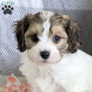 Cookie, Cavachon Puppy