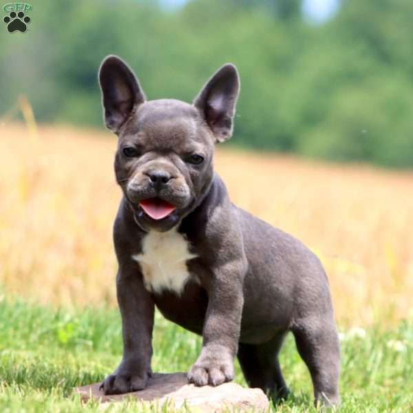 Cookie, Frenchton Puppy
