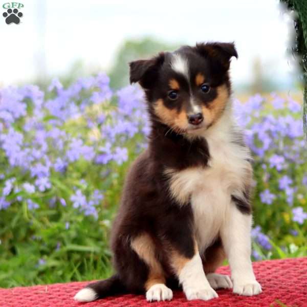 Cookie, Sheltie Puppy