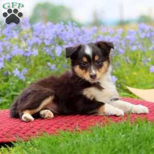 Cookie, Sheltie Puppy