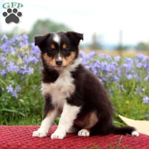 Cookie, Sheltie Puppy