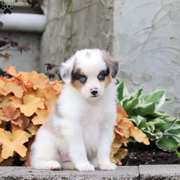 Cooper, Miniature Australian Shepherd Puppy