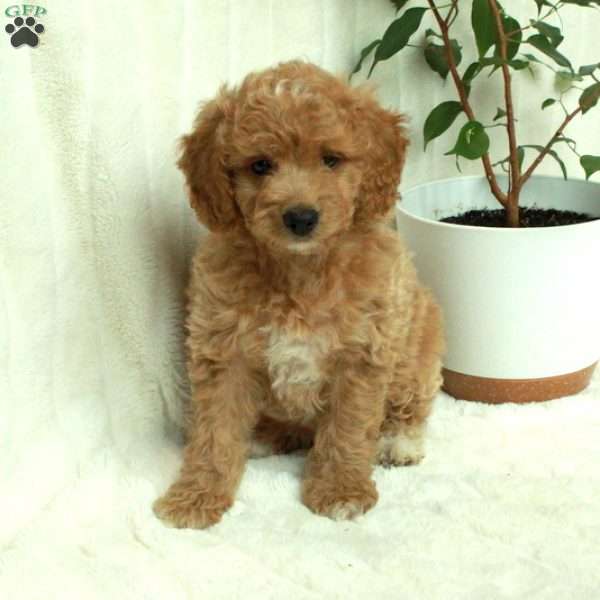 Cooper, Mini Goldendoodle Puppy