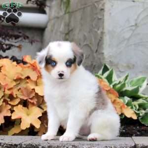 Cooper, Miniature Australian Shepherd Puppy