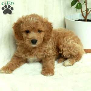 Cooper, Mini Goldendoodle Puppy