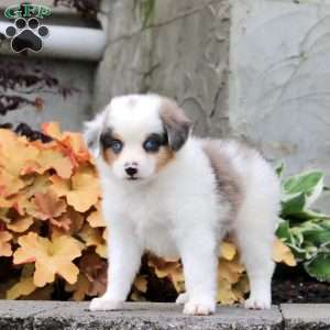 Cooper, Miniature Australian Shepherd Puppy
