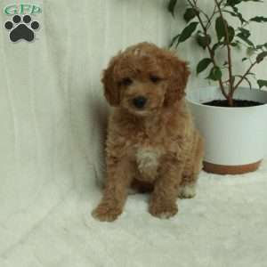 Cooper, Mini Goldendoodle Puppy