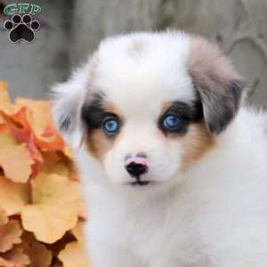 Cooper, Miniature Australian Shepherd Puppy