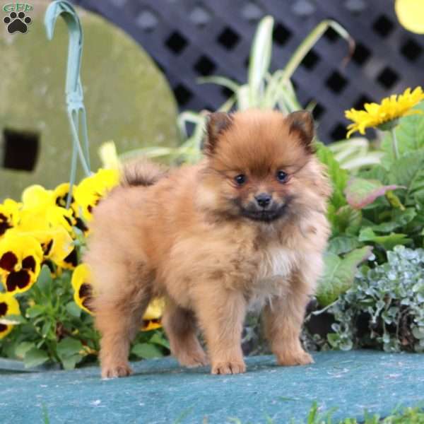 Cooper, Pomeranian Puppy