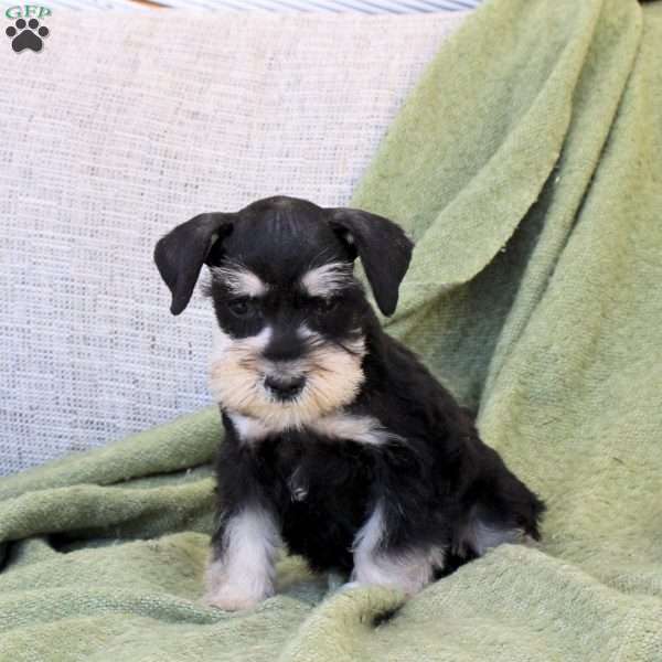 Copper, Miniature Schnauzer Puppy