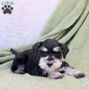 Copper, Miniature Schnauzer Puppy