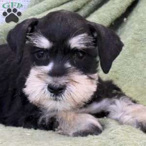Copper, Miniature Schnauzer Puppy