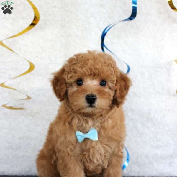 Copper, Miniature Poodle Puppy