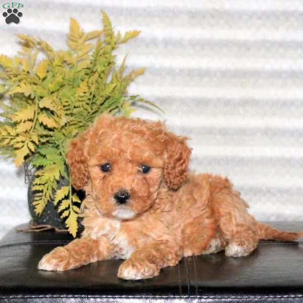 Cora, Mini Goldendoodle Puppy