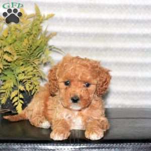 Cora, Mini Goldendoodle Puppy
