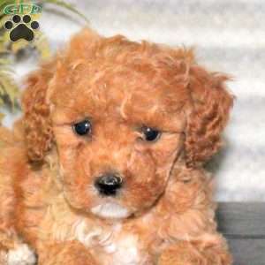 Cora, Mini Goldendoodle Puppy