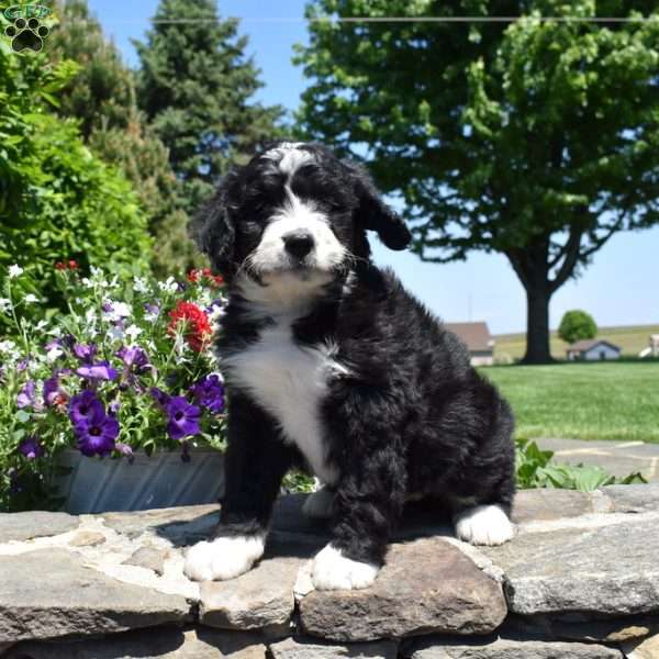 Coral, Bernedoodle Puppy