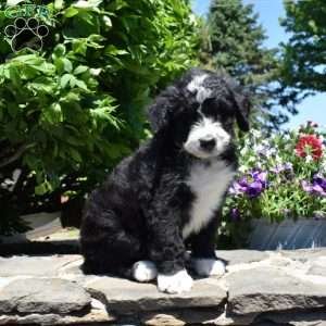 Coral, Bernedoodle Puppy