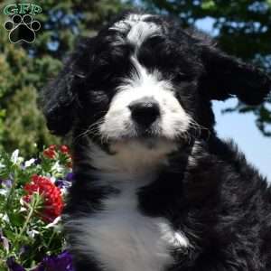 Coral, Bernedoodle Puppy
