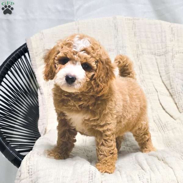 Coraline, Bich-Poo Puppy