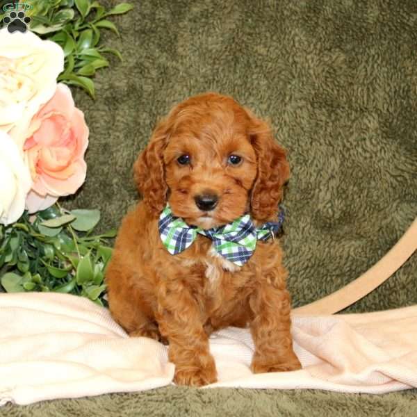 Corbin, Cockapoo Puppy