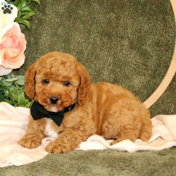 Cordelle, Cockapoo Puppy