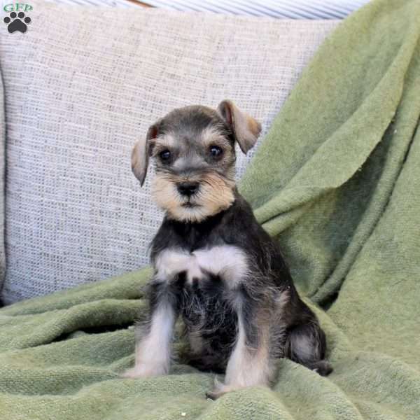 Cosmo, Miniature Schnauzer Puppy