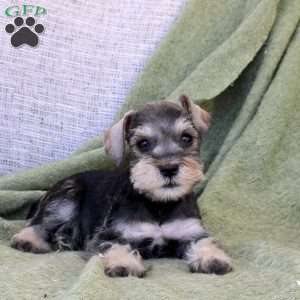 Cosmo, Miniature Schnauzer Puppy