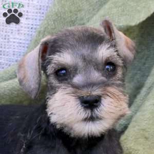 Cosmo, Miniature Schnauzer Puppy