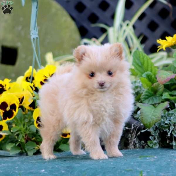 Cotton, Pomeranian Puppy