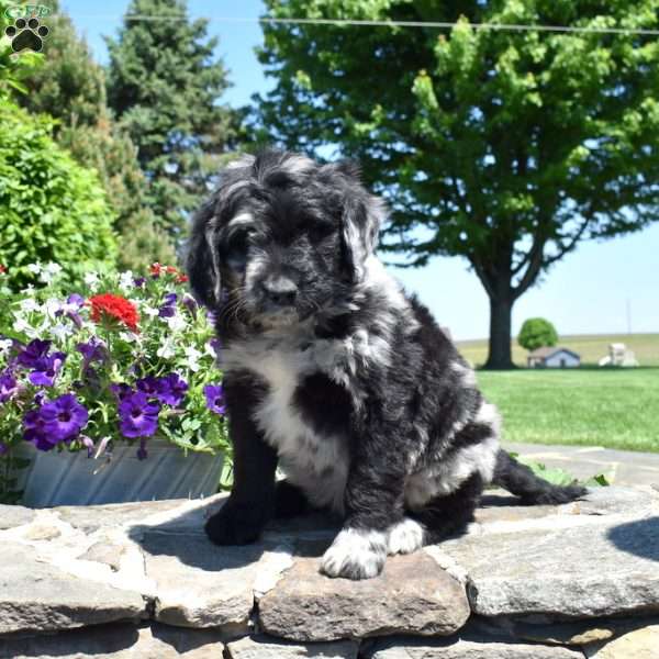 Cove, Bernedoodle Puppy