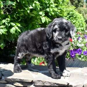 Cove, Bernedoodle Puppy