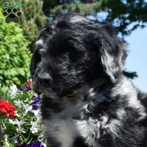 Cove, Bernedoodle Puppy