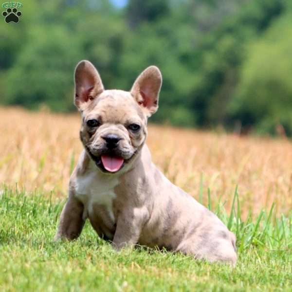 Crissy, Frenchton Puppy