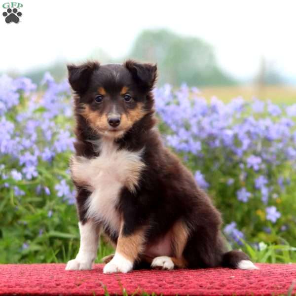 Crissy, Sheltie Puppy