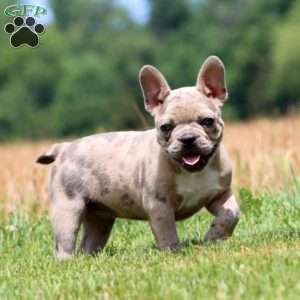 Crissy, Frenchton Puppy